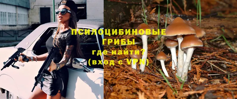 цена   Набережные Челны  Галлюциногенные грибы Psilocybe 